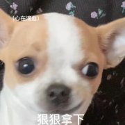 禄亿_知轩藏书